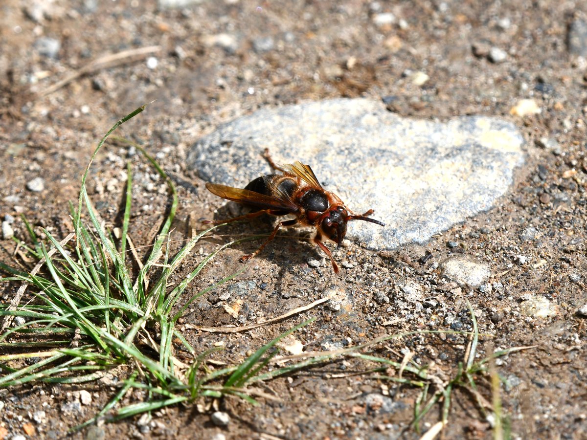 #80:
          Unidentified Hornet, Oze National Park.
          f/ at mm - Shutter Speed: - ISO:
